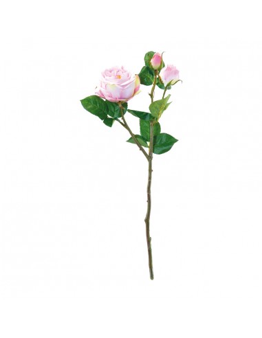 Rosa para la decoración en del día de los enamorados