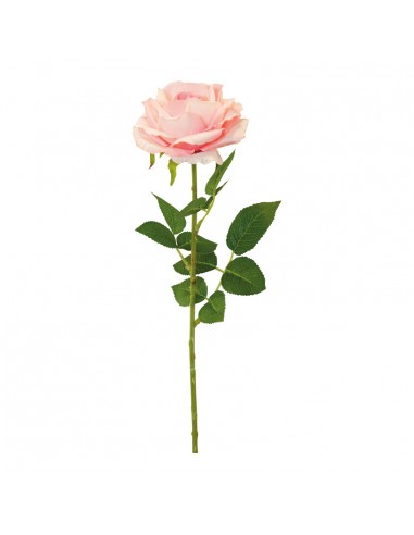 Rosa con tallo para la decoración en del día de los enamorados