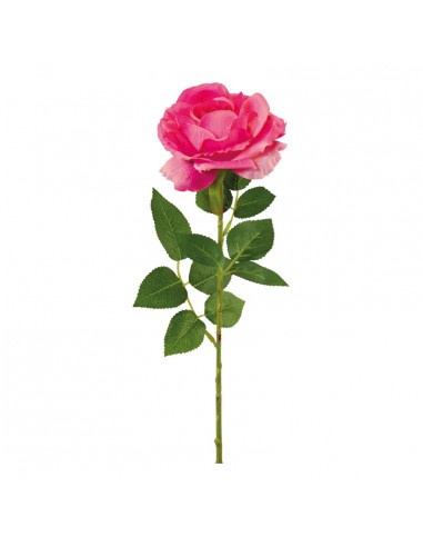 Rosa con tallo para la decoración en del día de los enamorados