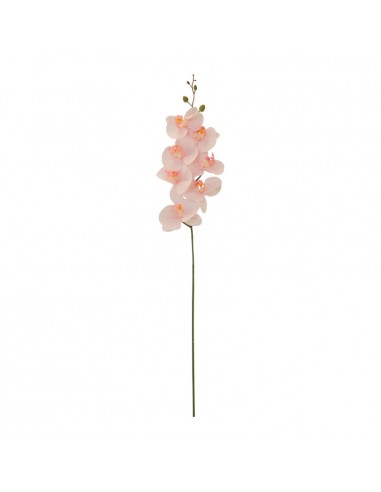 Orquídea para la decoración de verano en escaparates de tiendas o comercios
