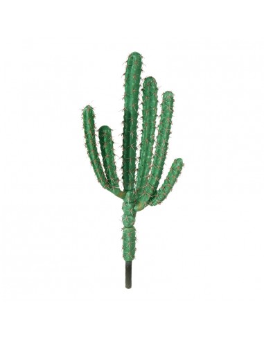 Cactus para la decoración de verano en escaparates de tiendas o comercios