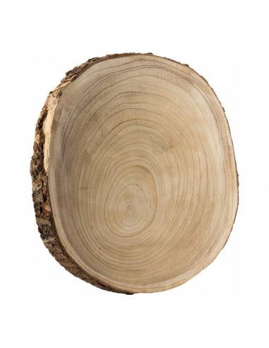 Disco de tronco de árbol para la decoración otoñal de escaparates y espacios