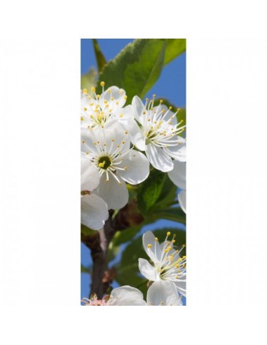 Banner-poster flor de cerezo blanca para la decorar en primavera centros comerciales y escaparates