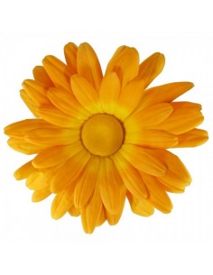 Flor de margarita para escaparates de primavera en tiendas y centros comerciales