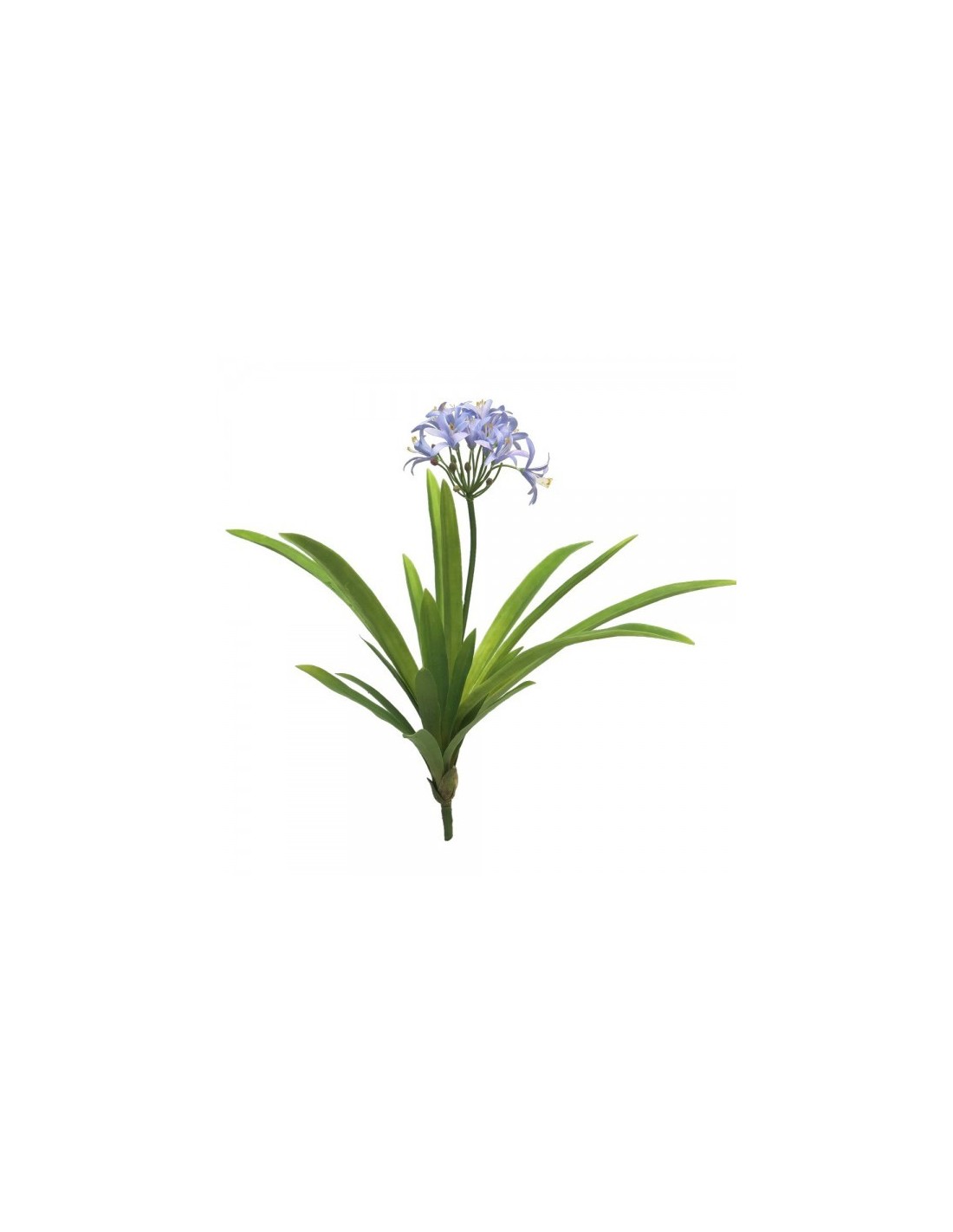 Planta de agapanto lila 60cm-La Decoteca