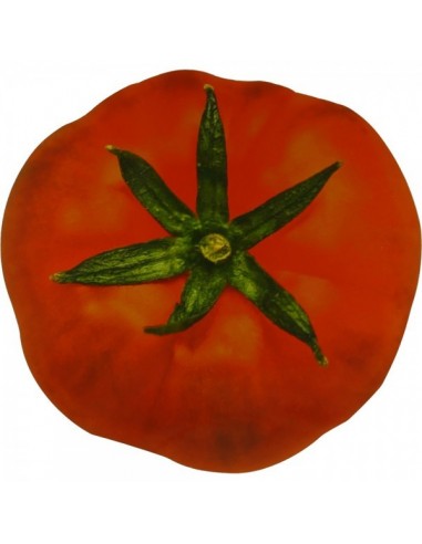 Imagen fotográfica de un tomate de ensalada para la decoración de escaparates en verano con imitación alimentos