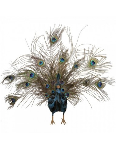 Pavo real con plumas abiertas para la decorar espacios y escaparates de verano con mamíferos y aves