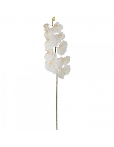 Flor de orquídea natural para escaparates veraniegos con helados en tiendas
