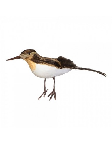 Pájaro pico largo de pie para la decorar espacios y escaparates de verano con mamíferos y aves