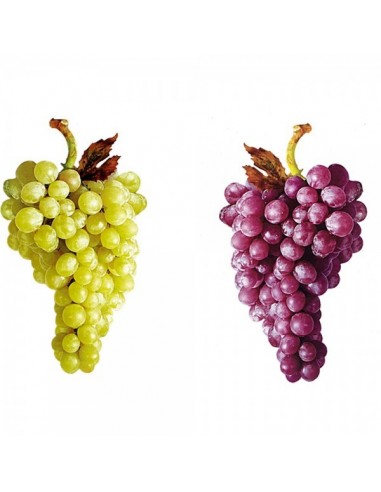 Impresión perfilada de uva verde-burdeos 2 caras para la decoración de la vendimia en licorerías catas bodegas de vino