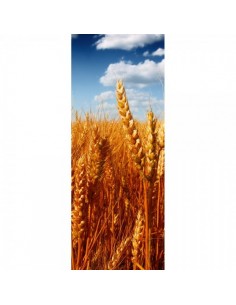 Banner-poster de cosecha de espigas de trigo secas para la decorar en primavera centros comerciales y escaparates