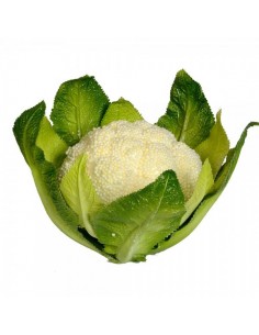Imitación coliflor natural para fruterías y la decoración de escaparates de tiendas o comercios