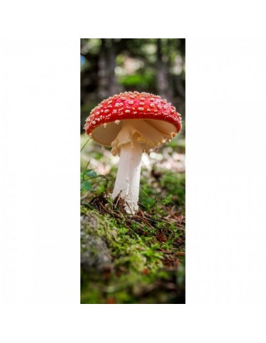 Banner-poster seta con sombrero rojo en el bosque para decorar escaparates en otoño